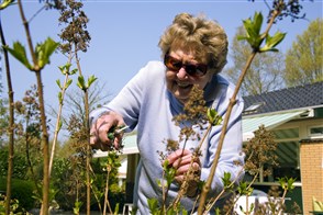 Elderly woman pruning a tree