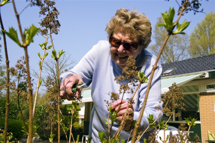 Elderly woman pruning a tree