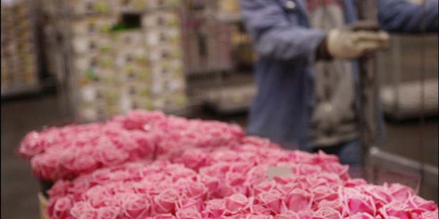 Bereiken pijn doen Bad Nederland haalt 2,8 miljard rozen uit Afrika