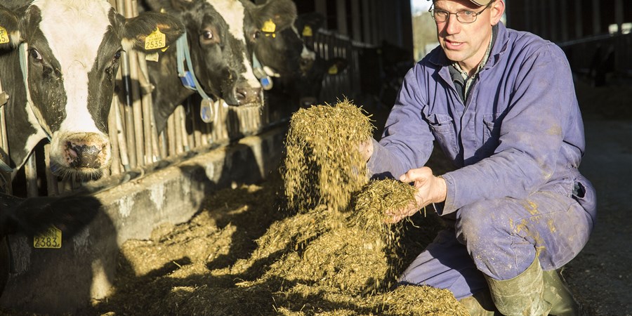 Boer voert koeien met Luzerne