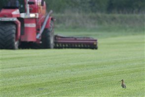 Grutto op grasland met mestinjecteur op de achtergrond
