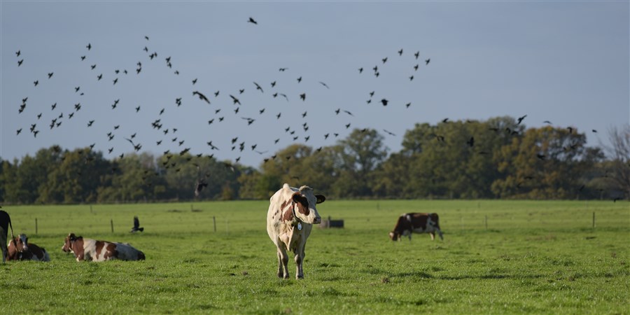 Koeien in de wei met zwerm vogels