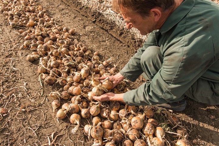 Arable farmer with freshly harvested onions on his hands.
