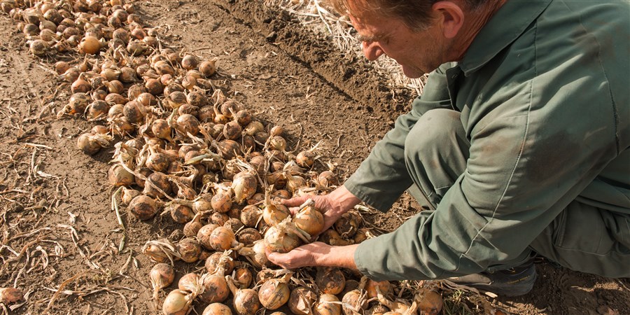 Newly harvested seed onions (summer onions) go through the hands of a farmer near Creil.