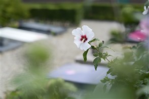 Bloem bloeit op een begraafplaats