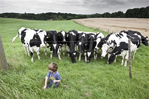 Kind plukt gras voor nieuwsgierige Holsteiner melkkoeien.