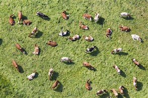 Herd of cows seen from the air