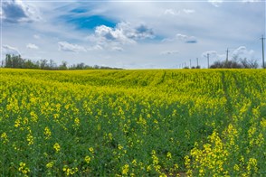 Koolzaadveld in de lente in Centraal-Oekraïne