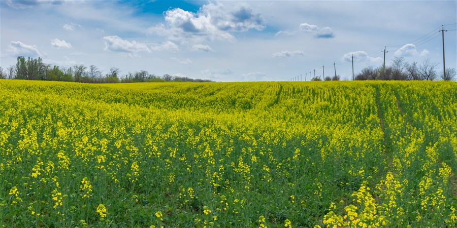 Koolzaadveld in de lente in Centraal-Oekraïne
