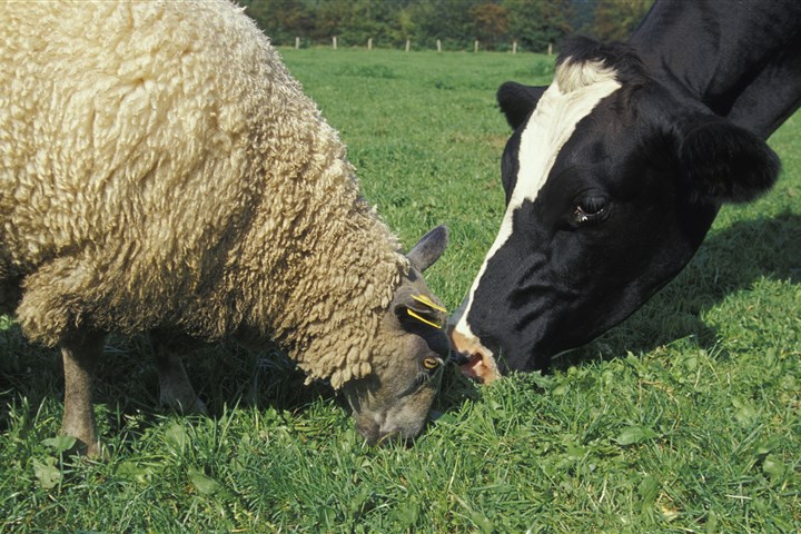 Een koe en een schaap in de wei