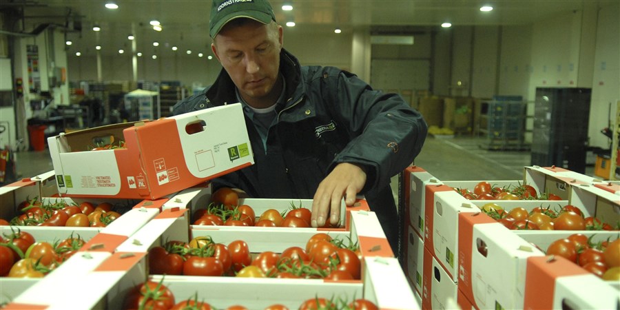 Man die tomaten in doezen bekijkt bij groothandel
