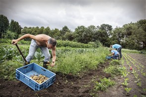 Mannen rooien aardappelen bij een biologisch dynamische boerderij