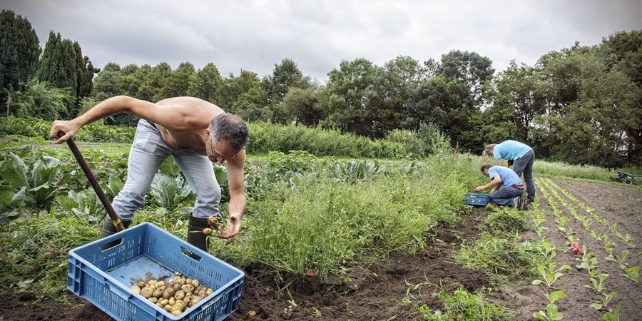 Mannen rooien aardappelen bij een biologisch dynamische boerderij