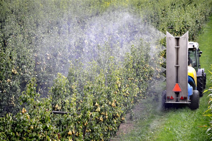 A farmer spraying pesticides on his pear trees.