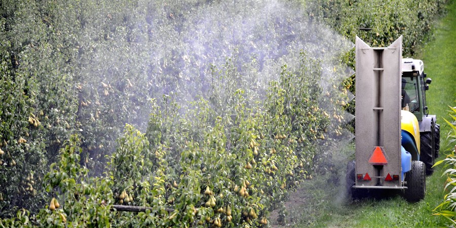 Een tuinder rijdt door zijn perenboomgaard en spuit gewasbeschermingsmiddel op peren.
