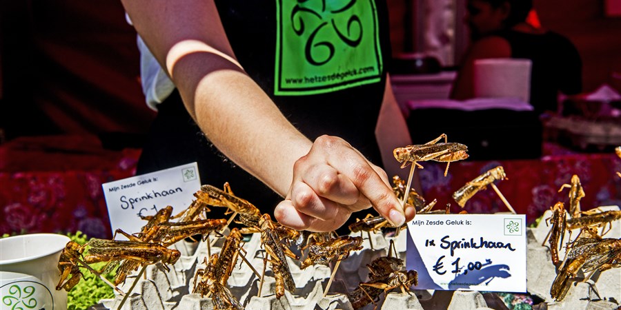 Sprinkhanen eten op foodfestival naast de Markthal in Rotterdam