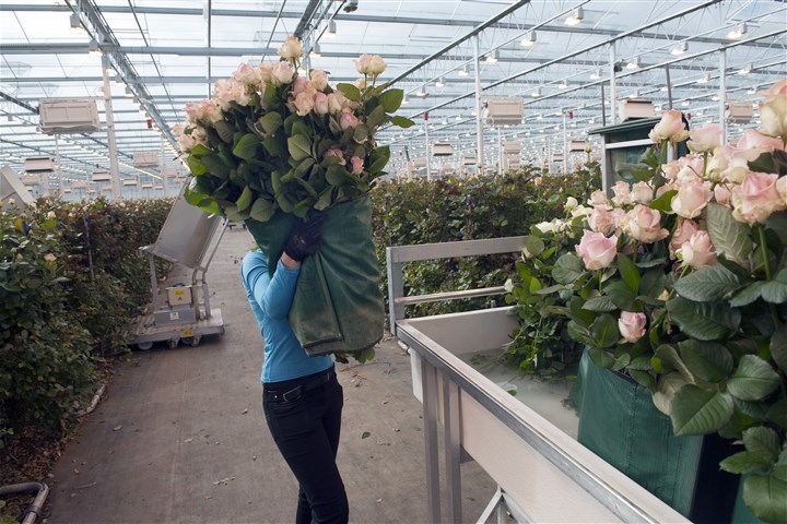 Een Poolse vrouw zet een bundel roze rozen in een bak met water in de kwekerij Boonekamp in het dorp Berkel en Rodenrijs.