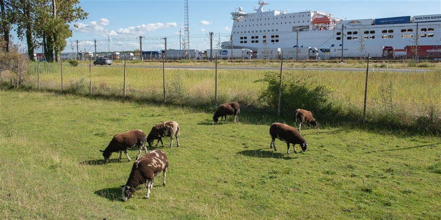Schapen in weiland met op de achtergrond de ferry van Stena line