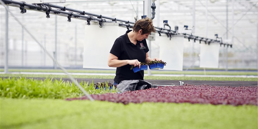 Vrouw in kwekerij bezig met kweken plantjes