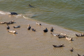 Zeehonden vanuit de lucht op het strand