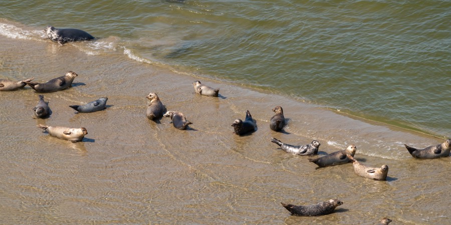Zeehonden vanuit de lucht op het strand