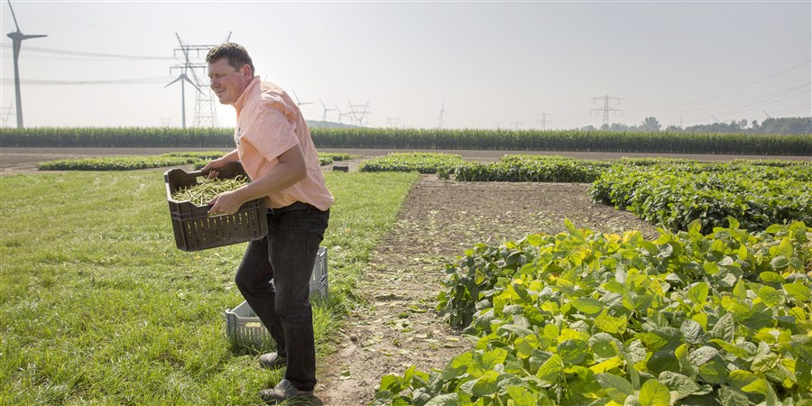 Man tilt krat met sojabonen van veld