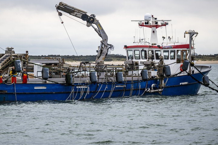 Eerste mosselzaad op open zee geoogst. Voor het eerst is mosselzaad geoogst bij een proeflocatie voor mosselkweek in de Noordzee.