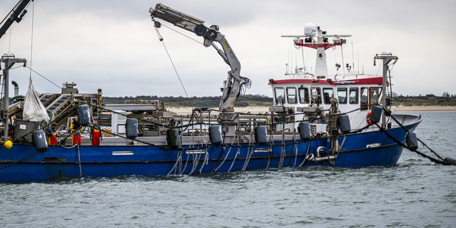 First mussel seed harvested in the open sea. These are the first mussel seeds harvested at a test site for mussel farming in the North Sea.