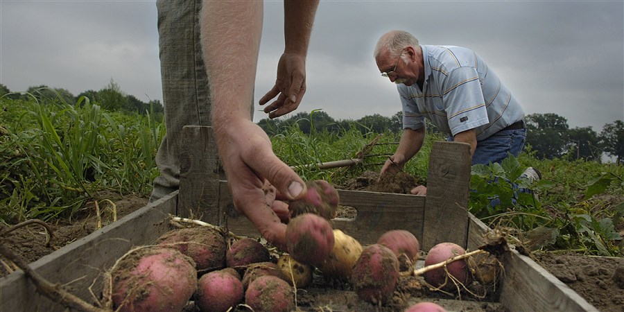 mannen rooien aardappelen met de hand